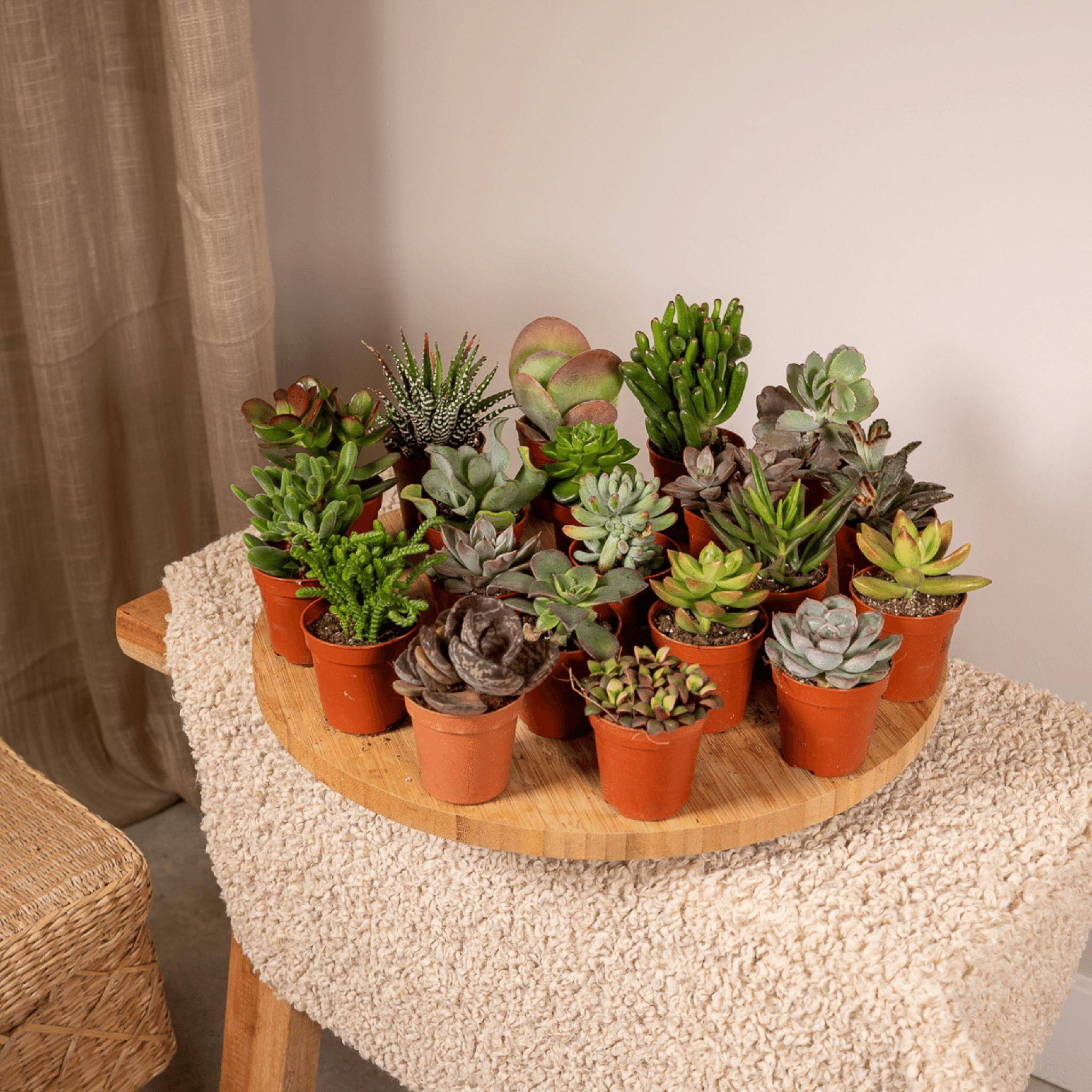 Succulent Mix - D5 - Image 3