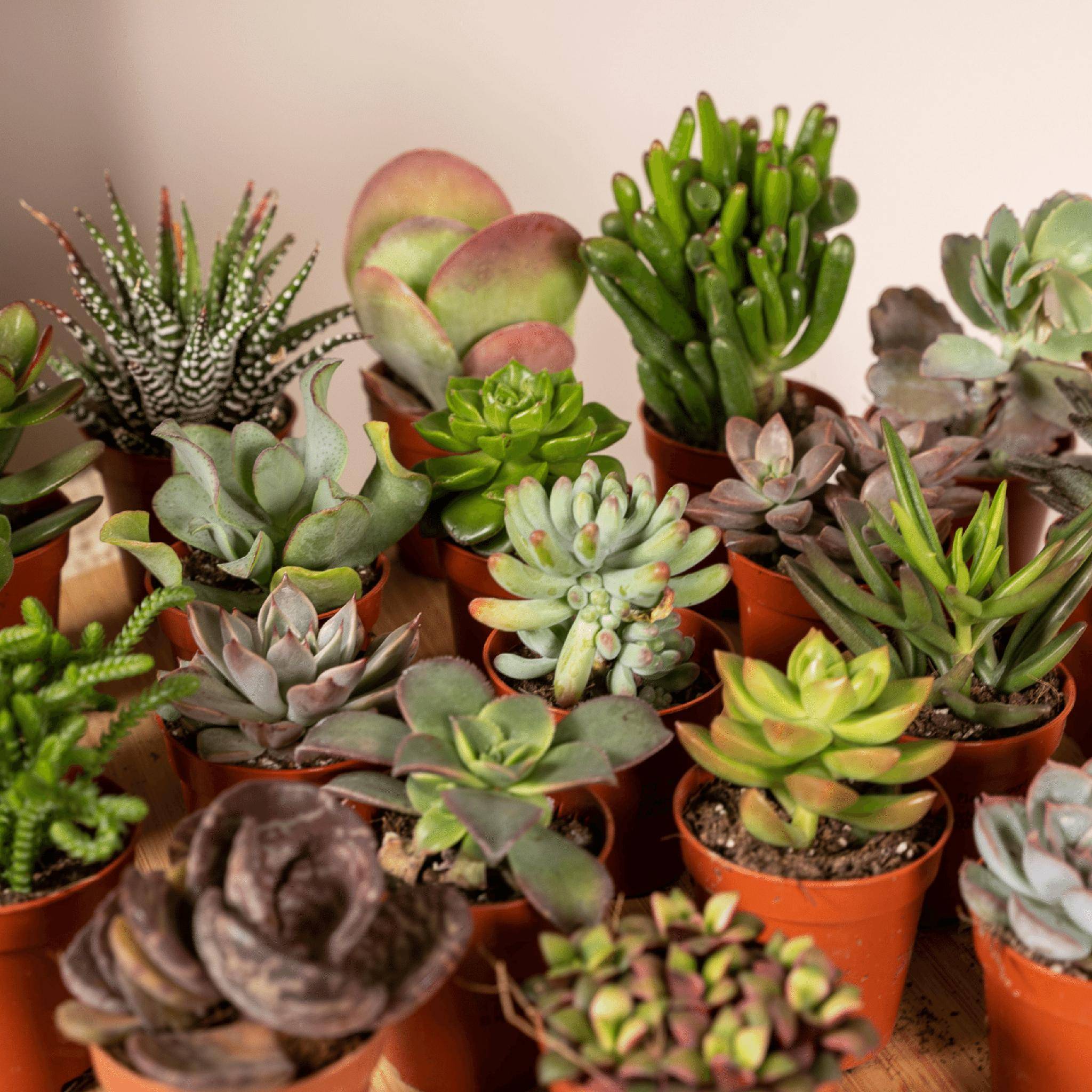 Succulent Mix - D5 - Image 4