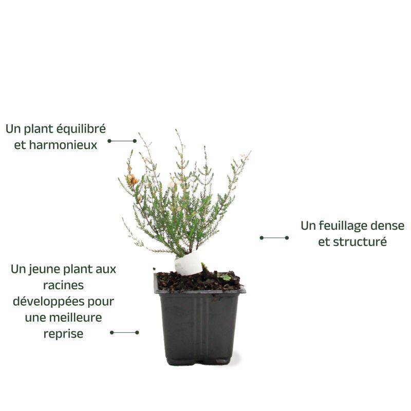 Bruyère cendrée 'Natacha' (Erica cinerea 'Natacha') - Godet - Taille 10cm - Pépinières Naudet - Image 3