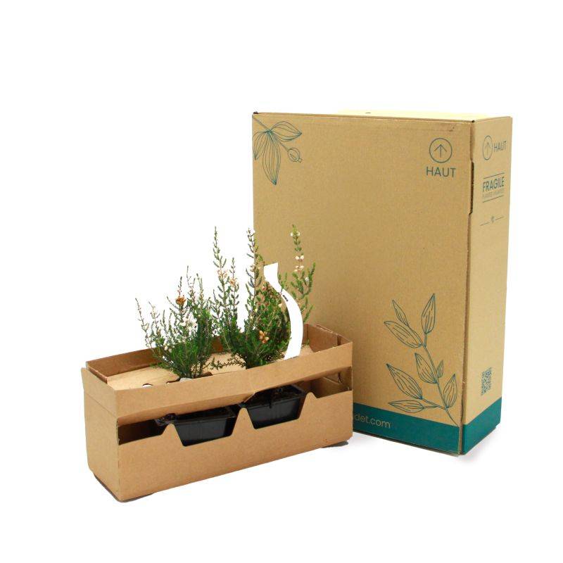 Bruyère cendrée 'Natacha' (Erica cinerea 'Natacha') - Godet - Taille 10cm - Pépinières Naudet - Image 5