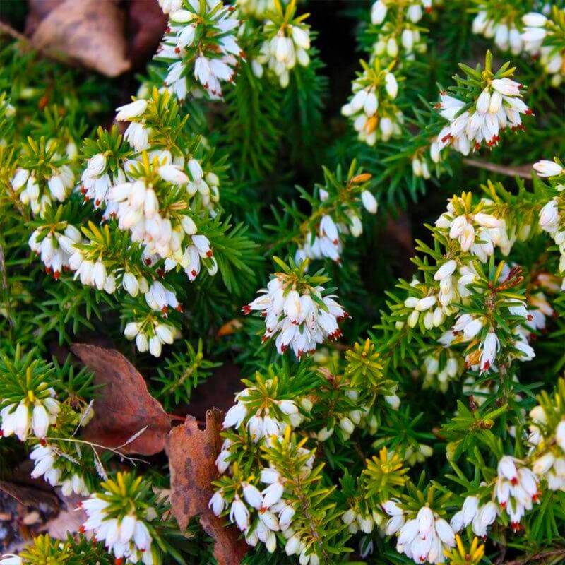 Bruyère cendrée 'Natacha' (Erica cinerea 'Natacha') - Godet - Taille 10cm - Pépinières Naudet - Image 1