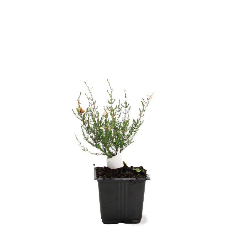 Bruyère cendrée 'Natacha' (Erica cinerea 'Natacha') - Godet - Taille 10cm - Pépinières Naudet - Image 2