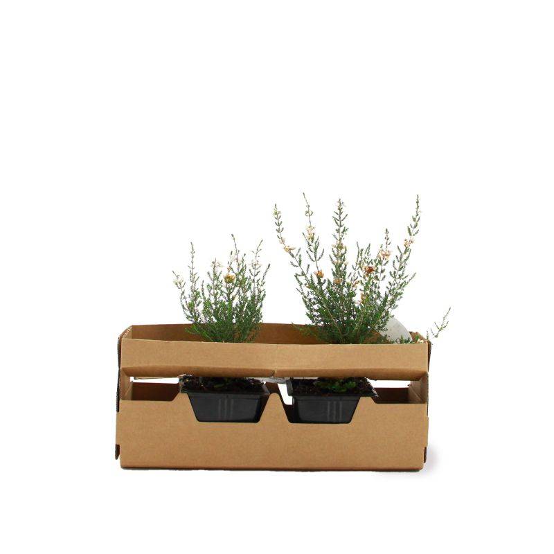 Bruyère cendrée 'Natacha' (Erica cinerea 'Natacha') - Godet - Taille 10cm - Pépinières Naudet - Image 4