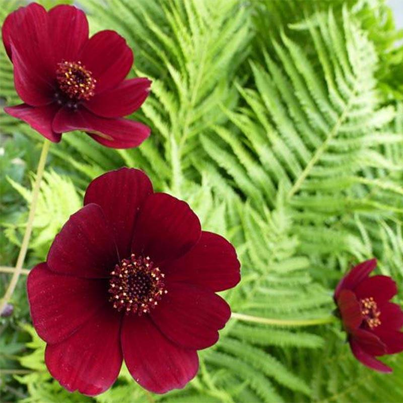Promesse de Fleurs - Cosmos atrosanguineus - Cosmos chocolat Godet de 8/9 cm calibre I