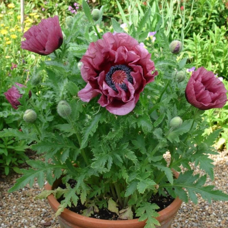 Pavot orientale Patty's Plum à fleurs Violette/Rouge - feuillage Caduc - Godet - 5/20 cm - Image 4