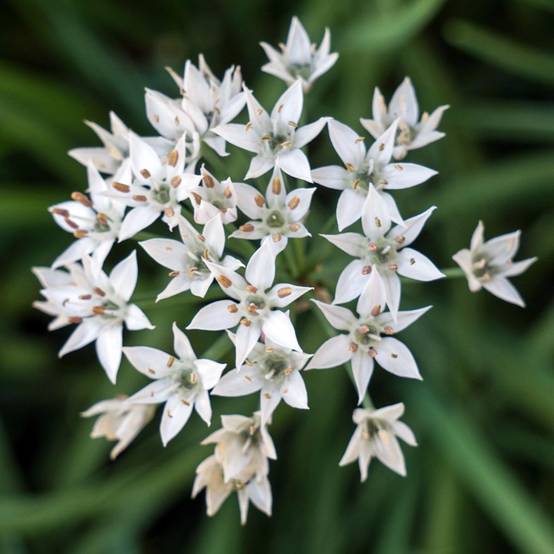 Ciboulail - Ciboule de Chine en plants Godet de 8/9 cm