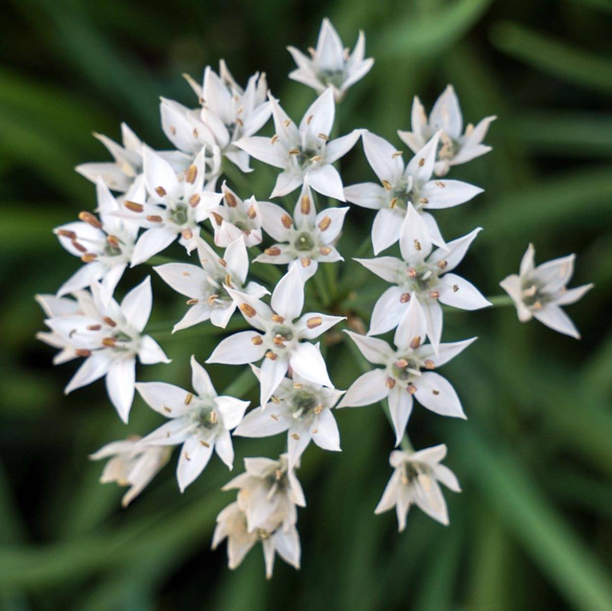 Ciboulail - Ciboule de Chine en plants Godet de 8/9 cm