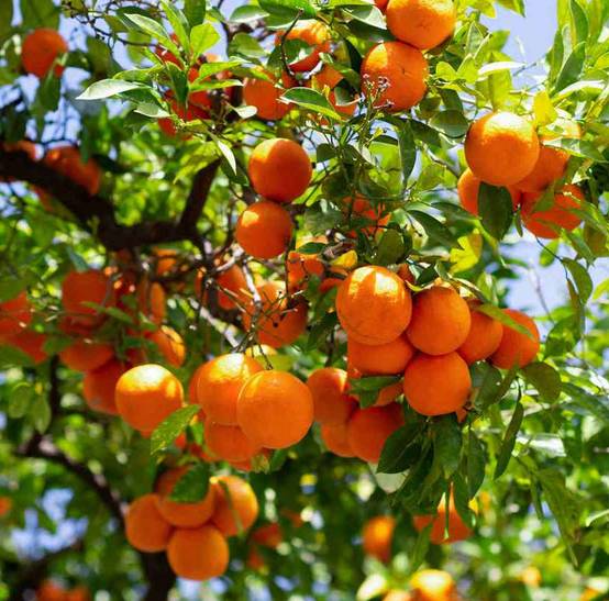 0 - Citrus clementina var.satsumas (fruit sucré, précoce, Résistant -10°C) Pot de 9 litres -140/160 cm - Image 2