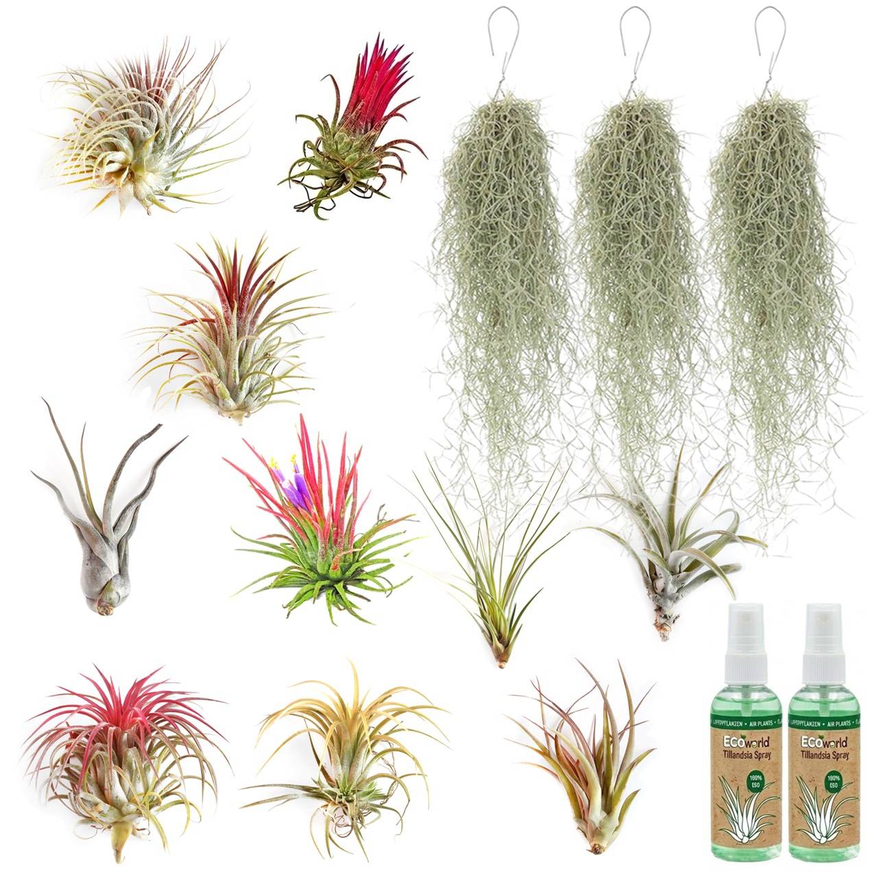0 - Tillandsia - 13 pièces avec Spray - Plantes Aériennes sans Terre - Image 1