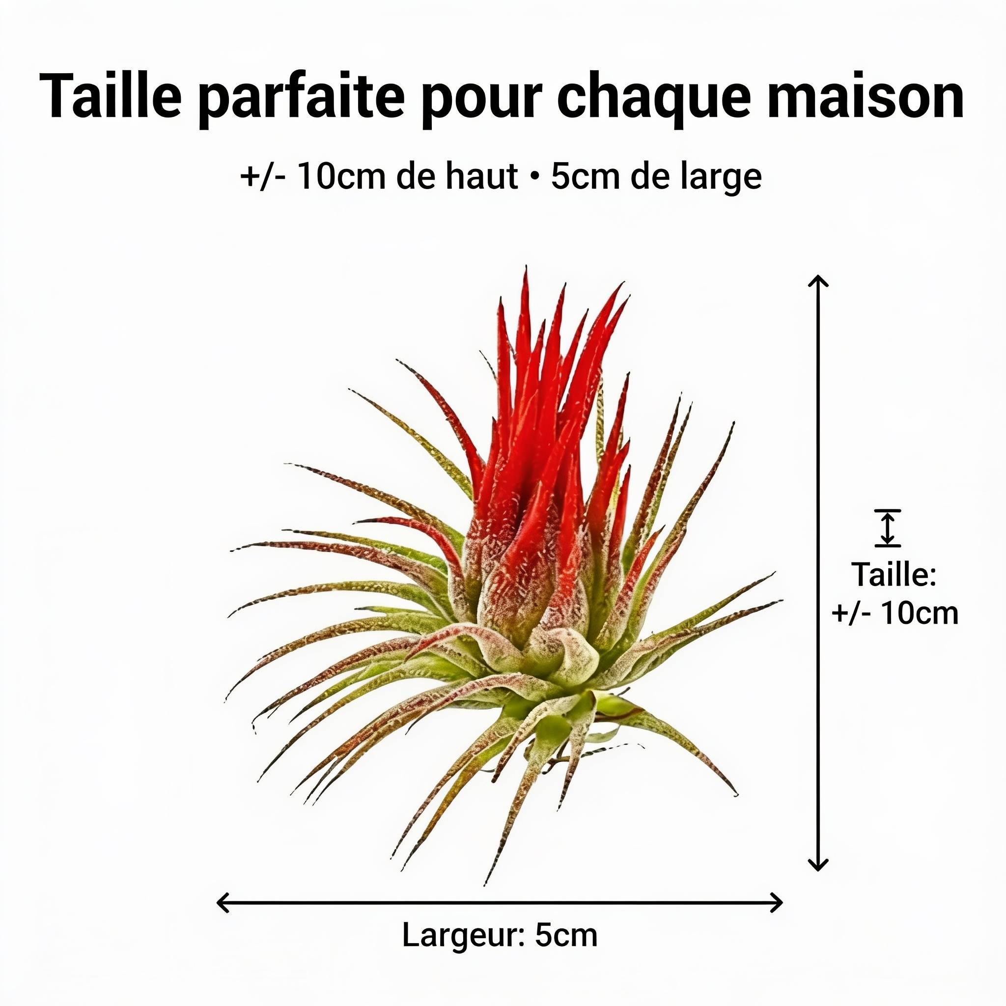 0 - Tillandsia - 13 pièces avec Spray - Plantes Aériennes sans Terre - Image 7
