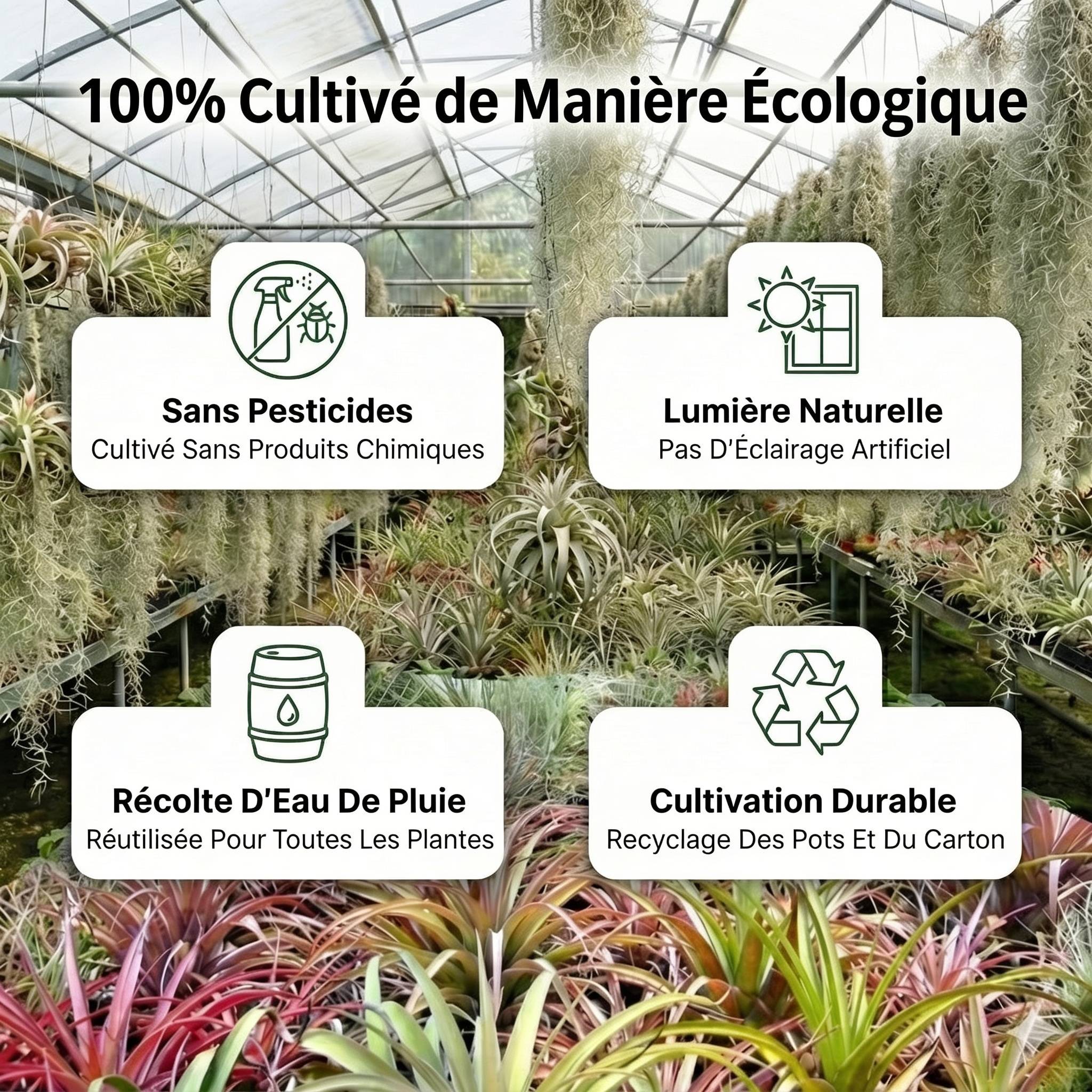 0 - Tillandsia - 13 pièces avec Spray - Plantes Aériennes sans Terre - Image 6