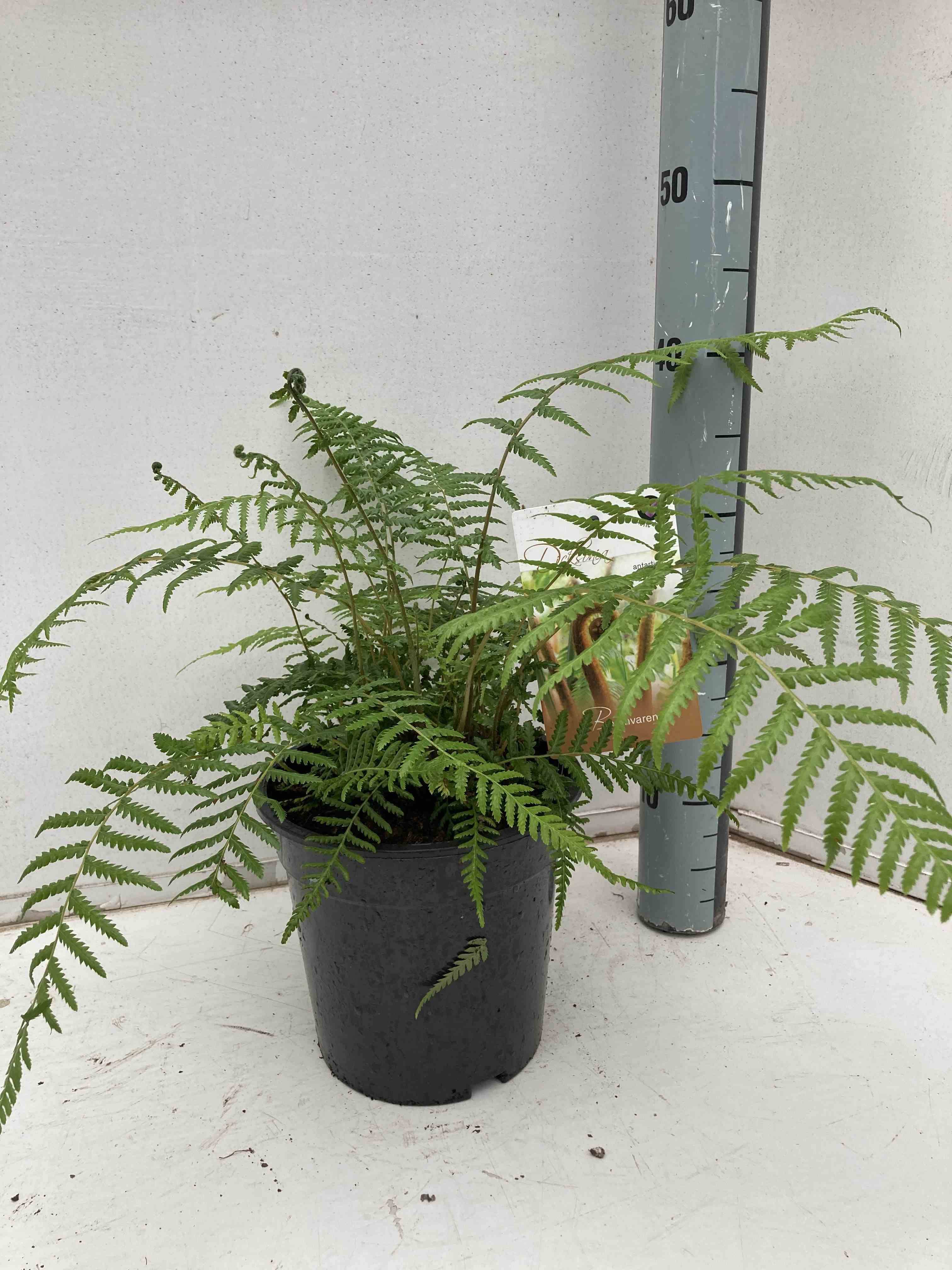0 - Dicksonia antartica (fougères arborescentes) Stipe 30/40 total 90/120cm 12L - Image 1