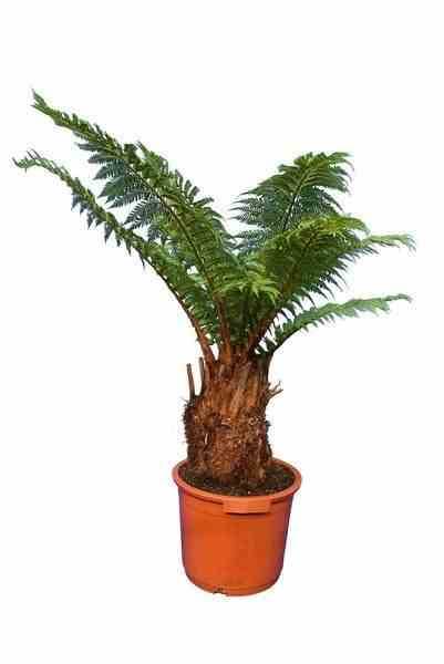 0 - Dicksonia antartica (fougères arborescentes) Stipe 30/40 total 90/120cm 12L - Image 3