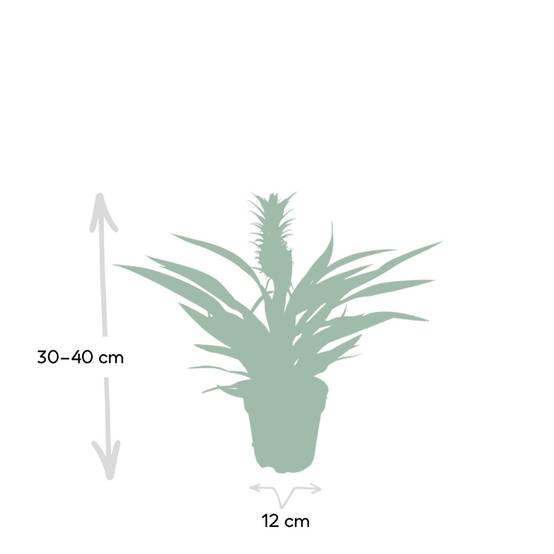 Bromelia Ananas 30cm - Plante d'intérieur- La Green Touch - Image 5