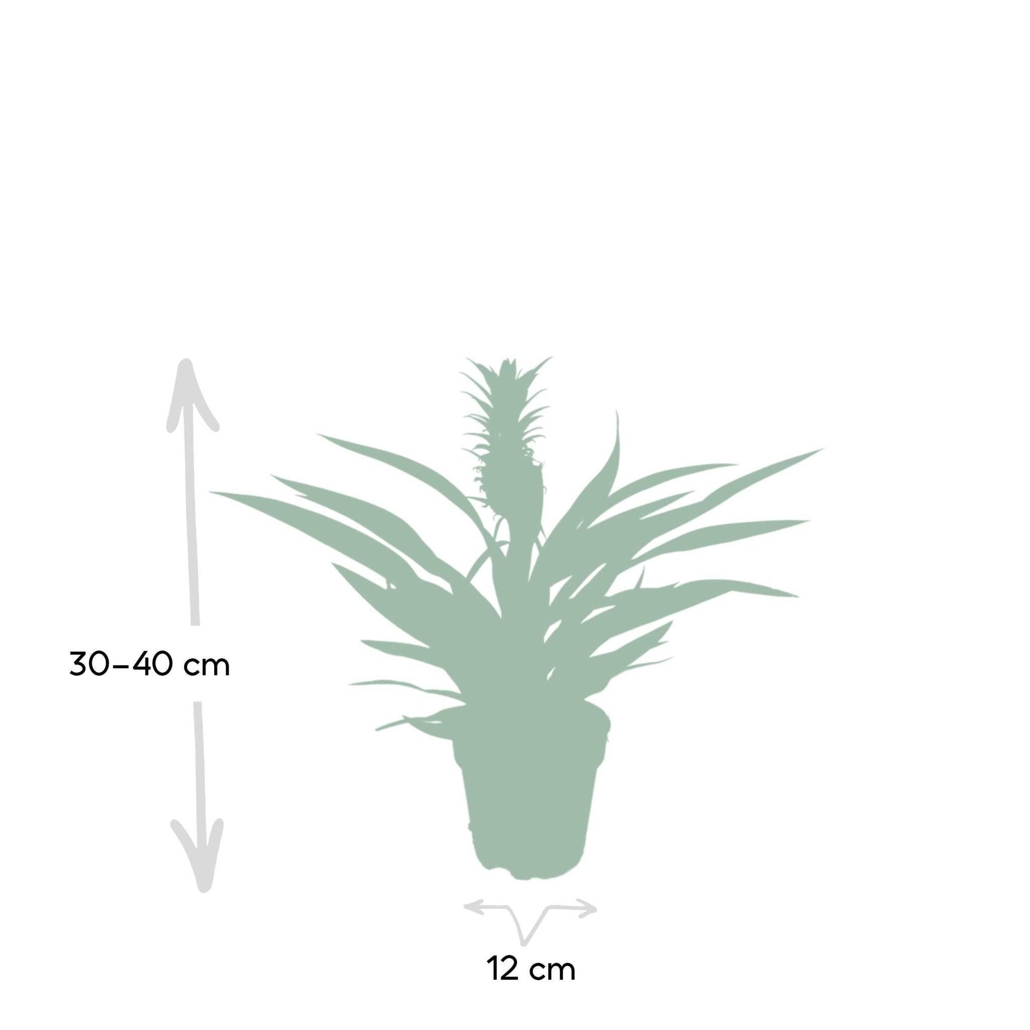 Bromelia Ananas 30cm - Plante d'intérieur- La Green Touch - Image 5