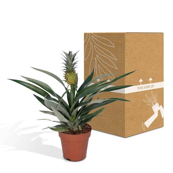 Bromelia Ananas 30cm - Plante d'intérieur- La Green Touch - Image 4