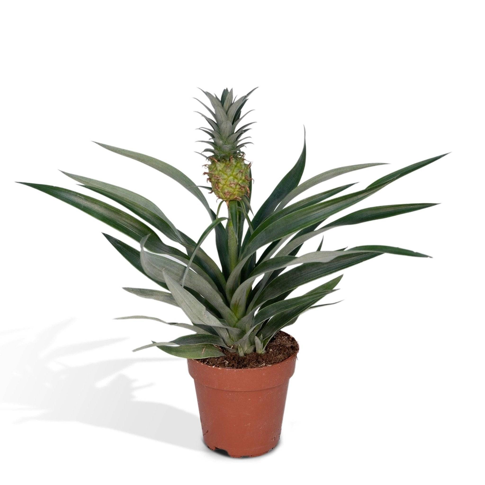 Bromelia Ananas 30cm - Plante d'intérieur- La Green Touch - Image 1
