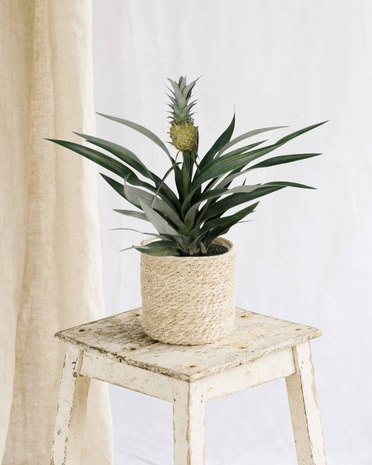 Bromelia Ananas 30cm - Plante d'intérieur- La Green Touch - Image 2