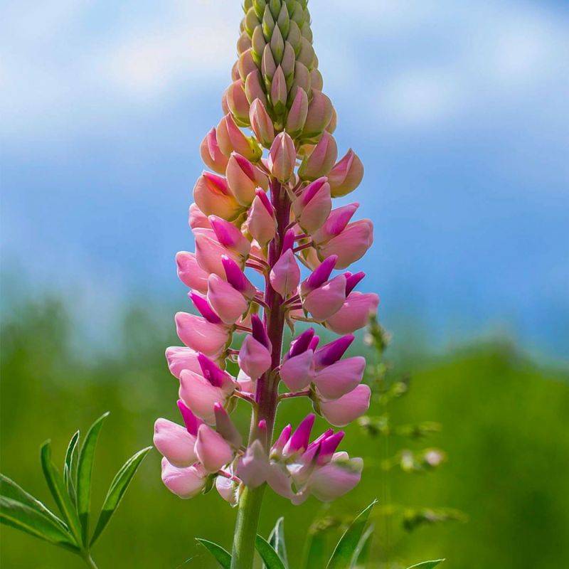 3 Lupins 'La Chatelaine' (Lupinus 'The Chatelaine') - Lot de 3 vivaces - Pépinières Naudet - Image 1