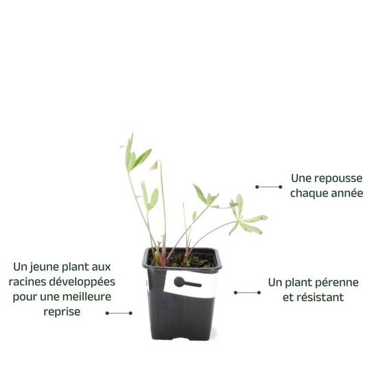 3 Lupins 'La Chatelaine' (Lupinus 'The Chatelaine') - Lot de 3 vivaces - Pépinières Naudet - Image 3