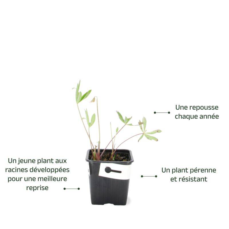 3 Lupins 'La Chatelaine' (Lupinus 'The Chatelaine') - Lot de 3 vivaces - Pépinières Naudet - Image 3