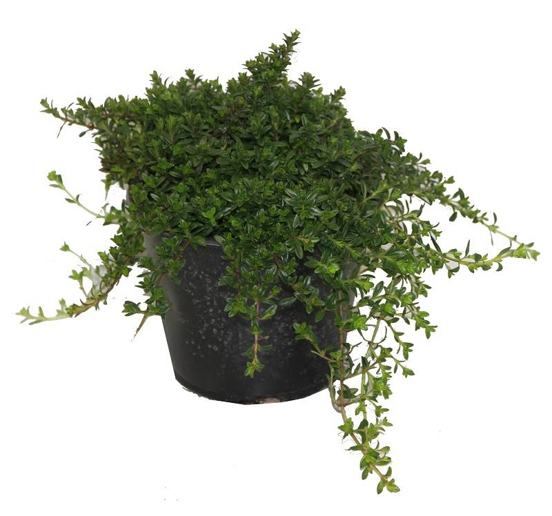 Sarriette vivace pot 14 cm