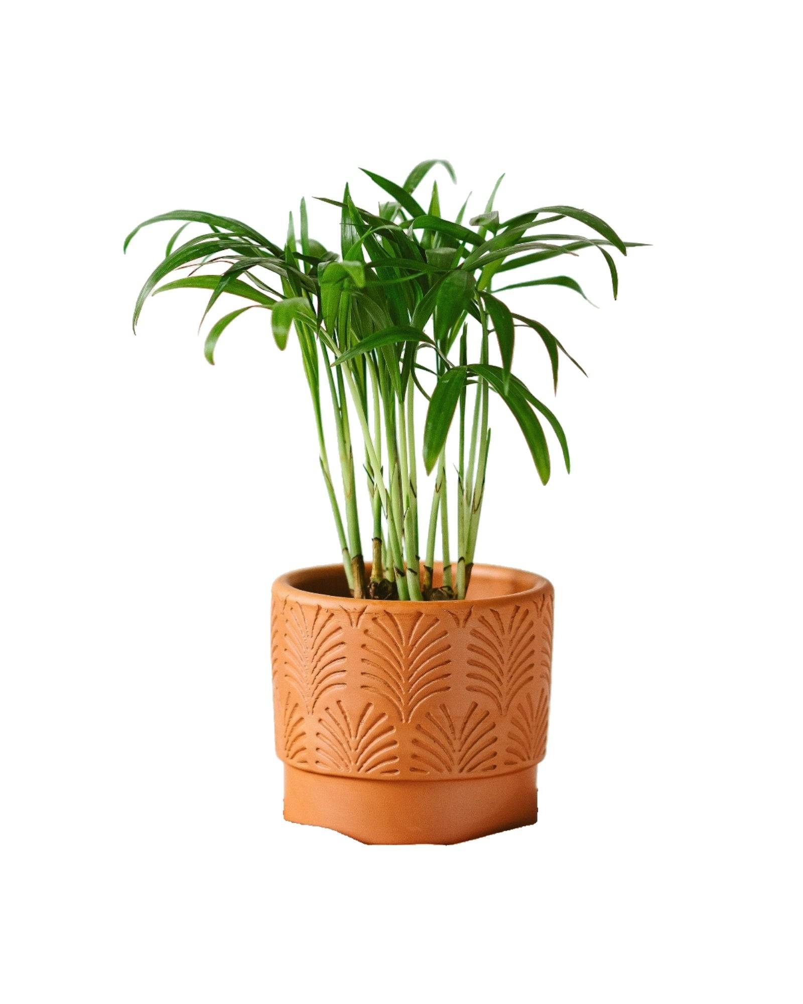 La Green Touch - Mini Chamaedorea 18cm - H18cm - Image 2