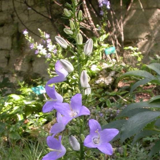 Campanule pyramidale à fleurs Bleue - feuillage Caduc - Godet - 5/20 cm- hauteur à maturité De 1,00 m à 1,50 m