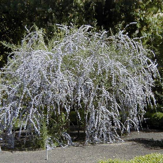 Buddleia alternifolia - Arbre aux papillons Pot de 3L/4L - Image 1