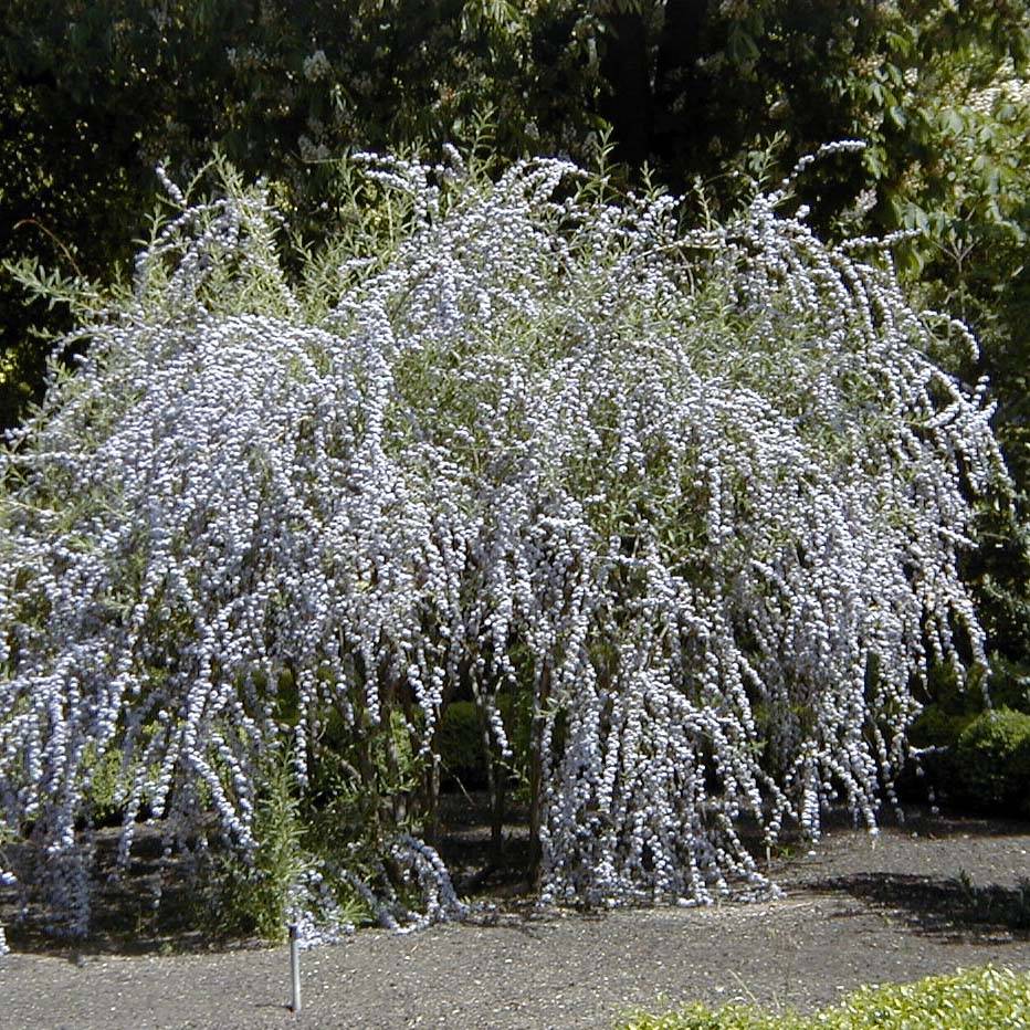 Buddleia alternifolia - Arbre aux papillons Pot de 3L/4L