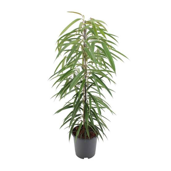 La Green Touch - Ficus binnendijkii Alii - Ficus à feuilles longues - H 80 cm, pot Ø21 cm - Image 1