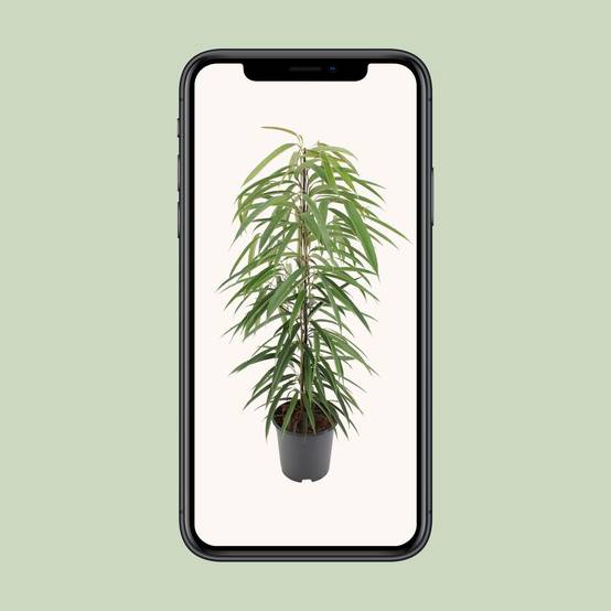 La Green Touch - Ficus binnendijkii Alii - Ficus à feuilles longues - H 80 cm, pot Ø21 cm - Image 4