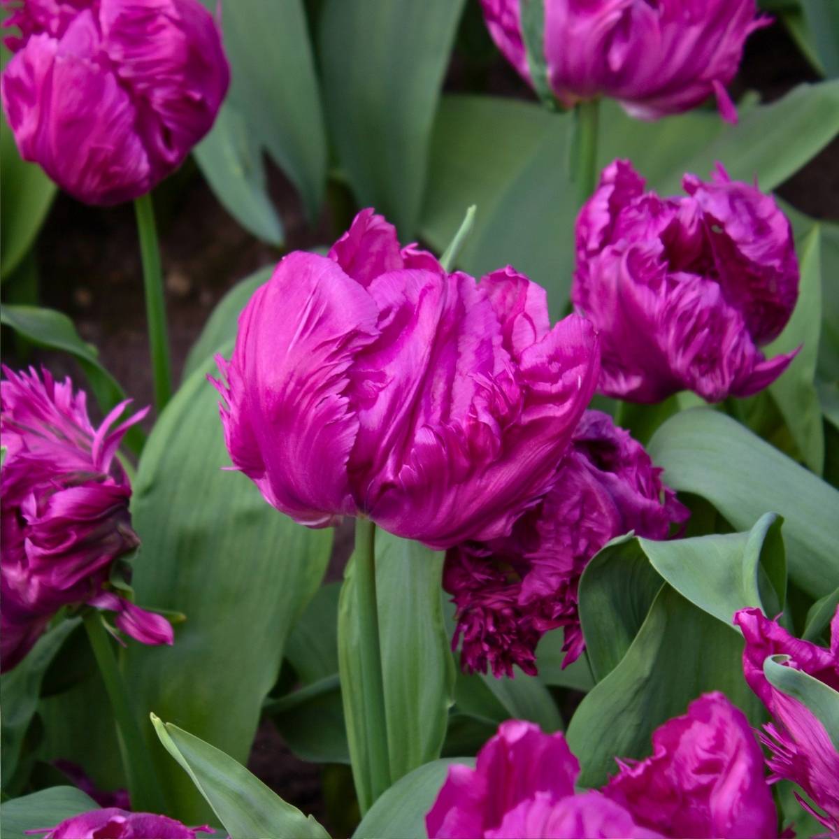 Promesse de Fleurs - Tulipe Perroquet Parrot Prince Bulbe calibre 11+ (par 6) - Image 1