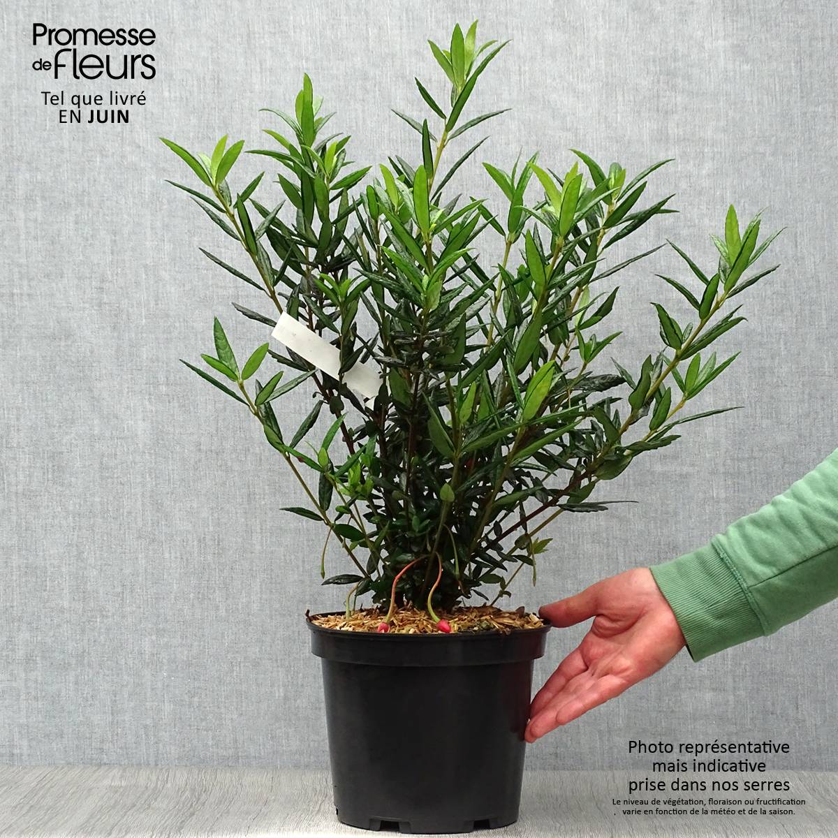 Crinodendron hookerianum - Arbre aux lanternes Pot de 4L/5L - Image 2