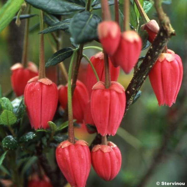 Crinodendron hookerianum - Arbre aux lanternes Pot de 4L/5L - Image 1