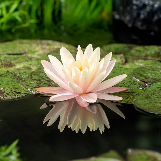 Nymphaea Mangkala Ubol - Nénuphar rustique rose saumon Pot de 1L/1,5L