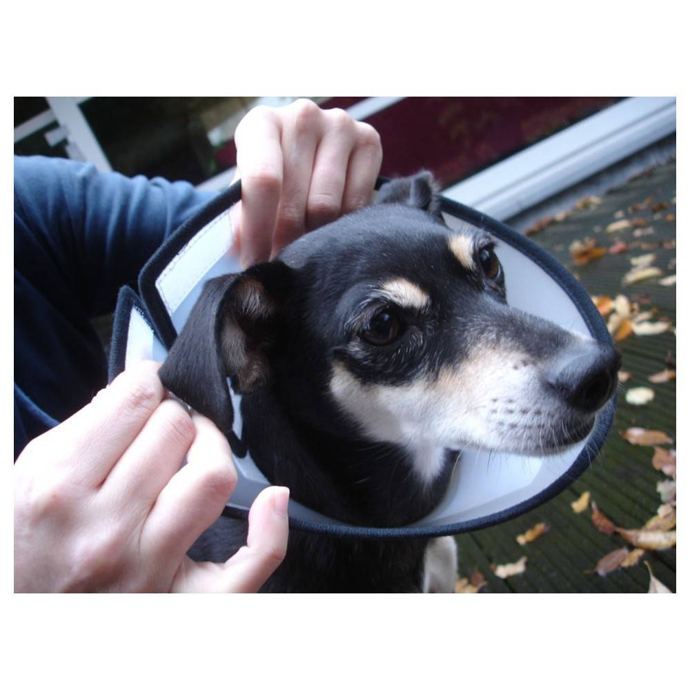 Flamingo - Collerette de protection Capo S 23 cm pour chien - Flamingo - Image 6