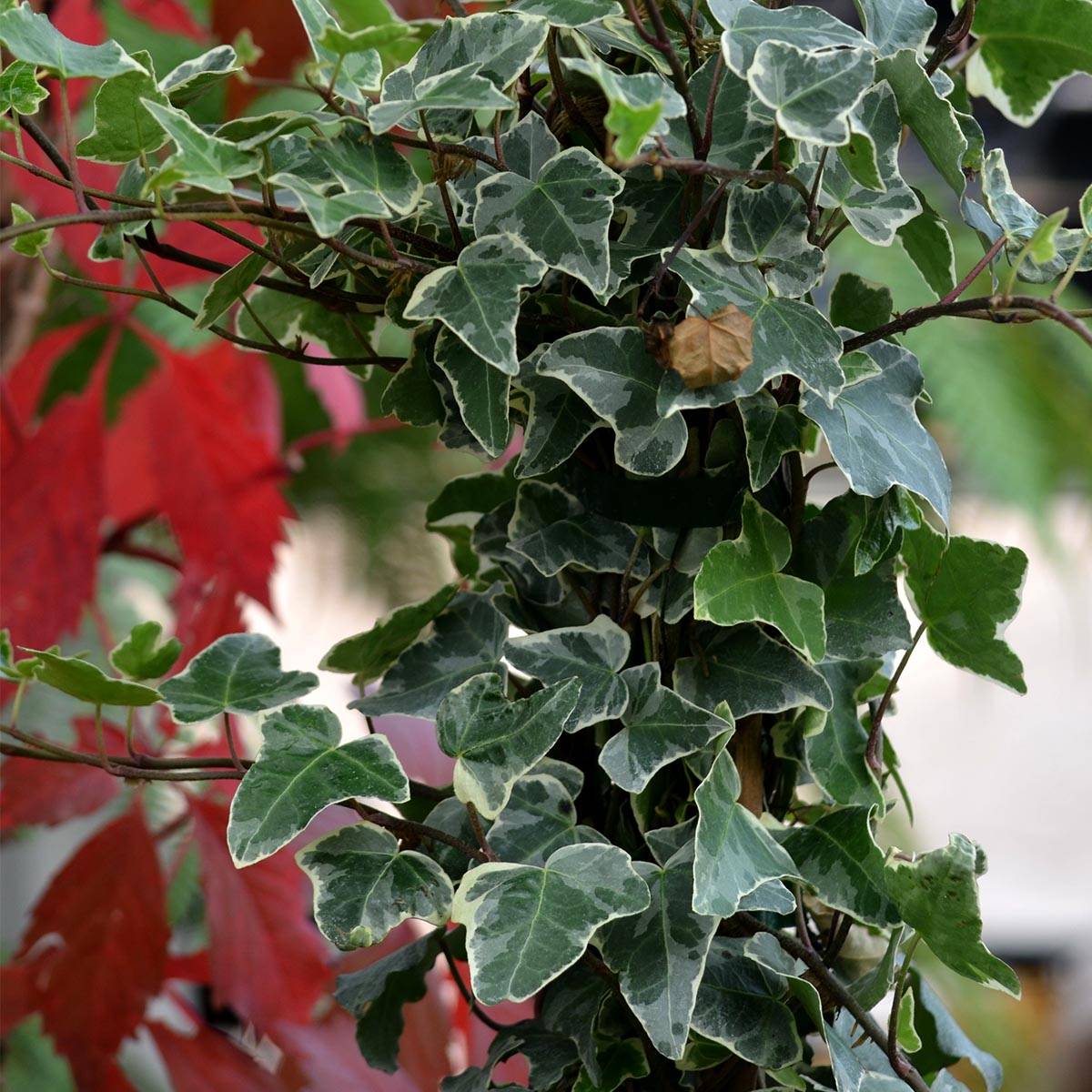 Lierre commun - Hedera helix Glacier Godet de 8/9 cm