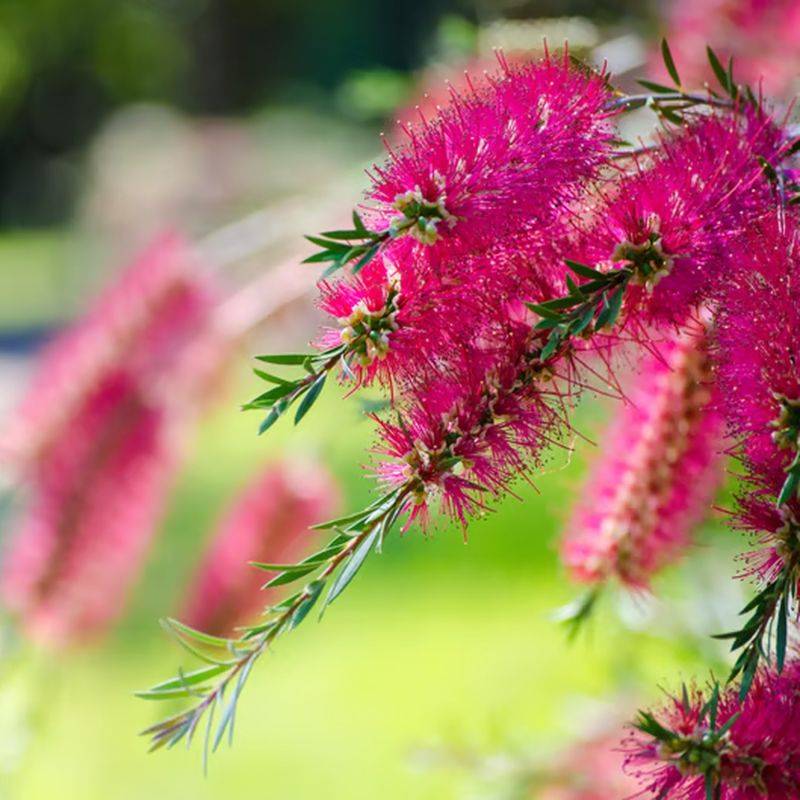 Rince bouteille 'Hot Pink' (Callistemon viminalis 'Hot Pink') - Godet 9cm - Pépinières Naudet