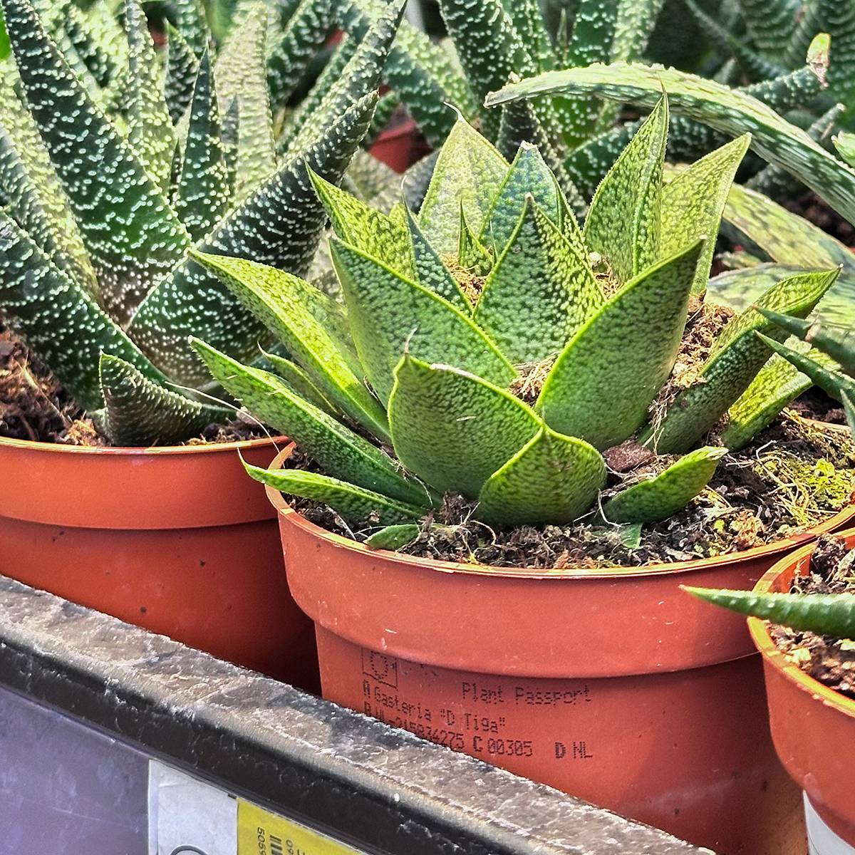 Gasteria D. Tiga Mini-plante