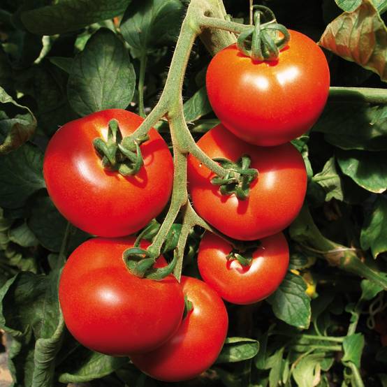 Tomate Previa F1 en plants GREFFES - La Sélection du Chef Mini-motte Ø 1,5/2,5 cm, Plant greffé de 5 à 10 cm de hauteur (par 2)