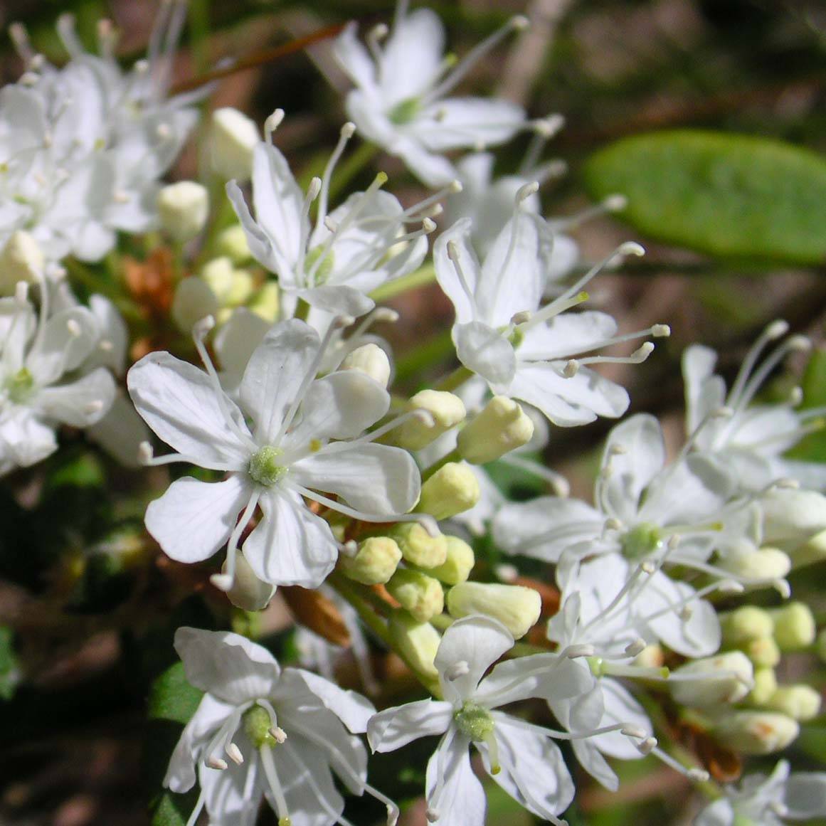 Cerisier nain rampant - Prunus pumila Depressa Pot de 2L/3L - Image 1