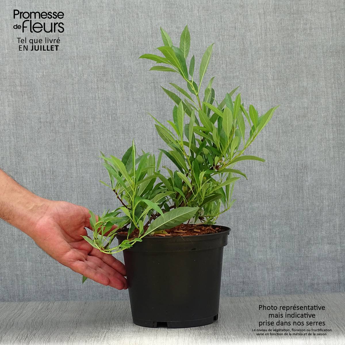 Cerisier nain rampant - Prunus pumila Depressa Pot de 2L/3L - Image 2