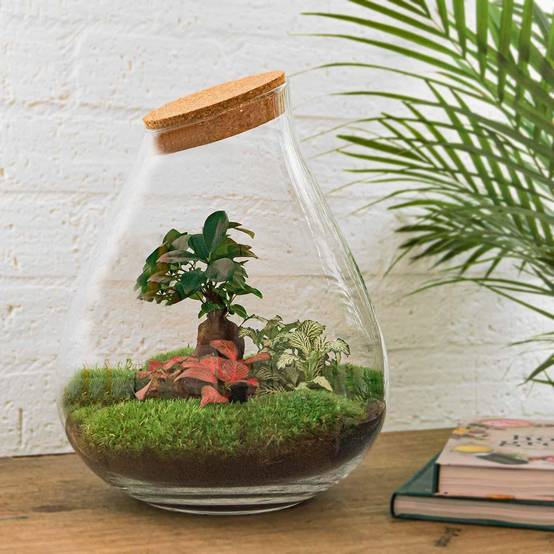 Terrarium en Kit Bonsaï + 4 Outils - D37 H37cm - Image 1