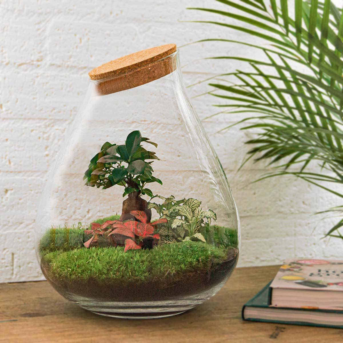 Terrarium en Kit Bonsaï + 4 Outils - D37 H37cm - Image 1