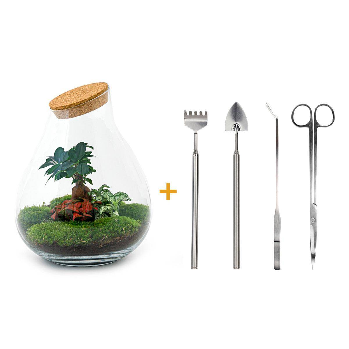 Terrarium en Kit Bonsaï + 4 Outils - D37 H37cm - Image 2