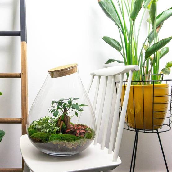 Terrarium en Kit Bonsaï + 4 Outils - D37 H37cm - Image 3