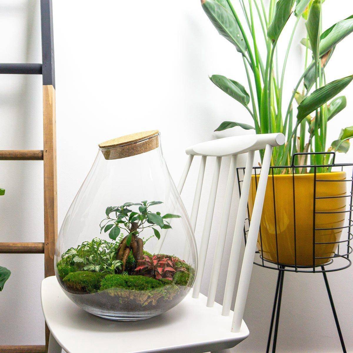 Terrarium en Kit Bonsaï + 4 Outils - D37 H37cm - Image 3