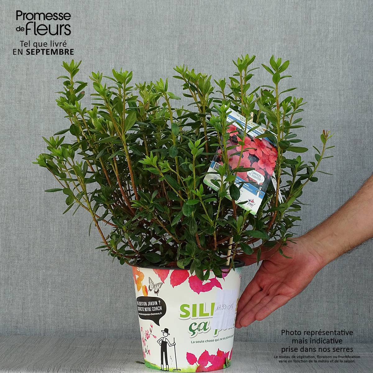 Promesse de Fleurs - Azalée japonaise Orange Beauty - Rhododendron hybride Pot de 2L/3L - Image 2