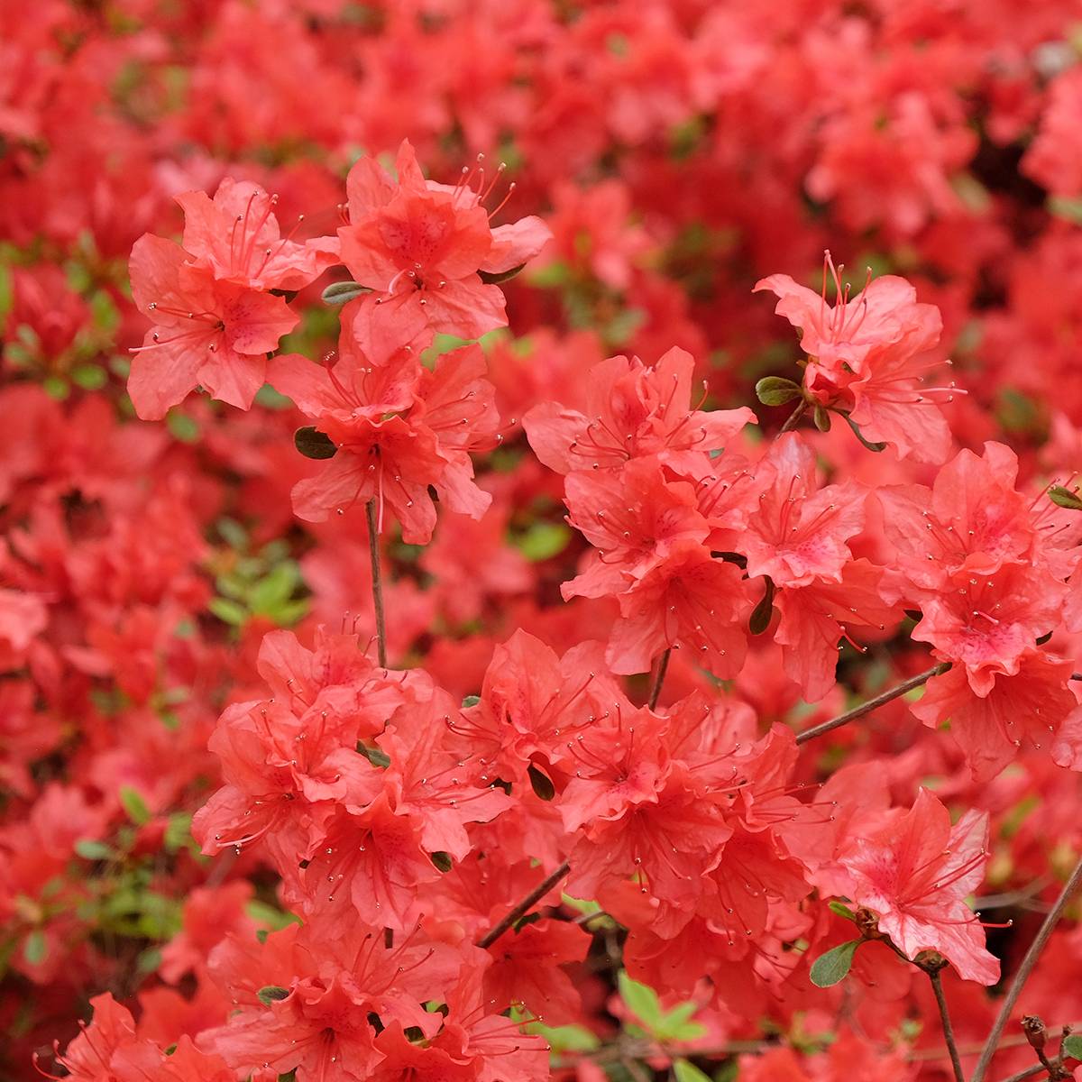 Promesse de Fleurs - Azalée japonaise Orange Beauty - Rhododendron hybride Pot de 2L/3L - Image 1